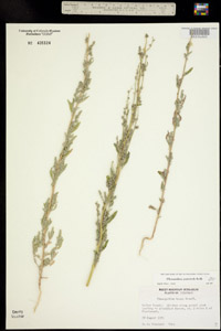 herbarium sheet of COLO 435524 